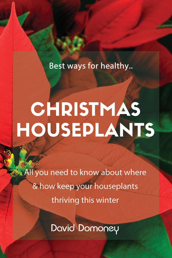 How to keep your Christmas houseplants healthy over winter