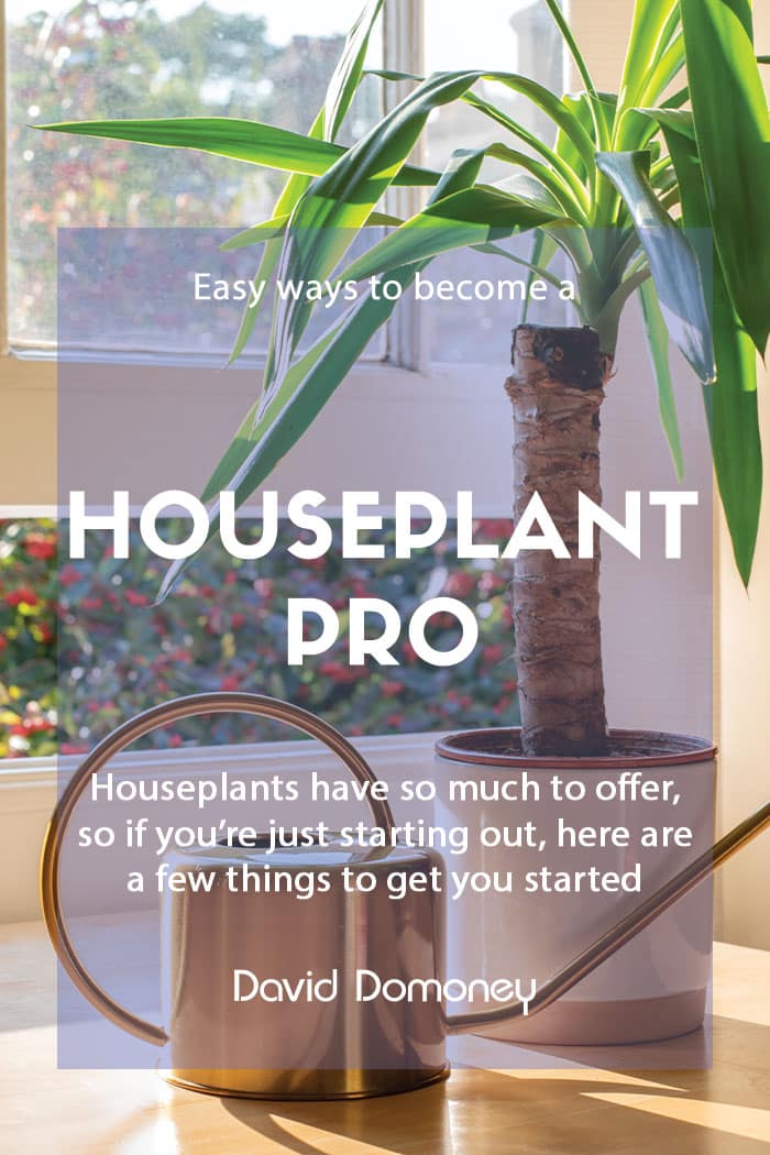 Easy ways to become a houseplant pro