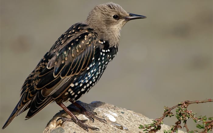 Quiz: Do you know the names of common bird groups?