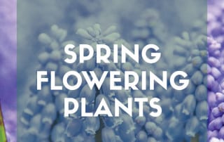 spring flowering plants