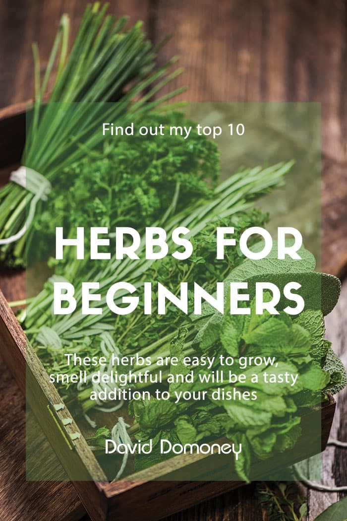 The 10 best herbs to grow for beginners