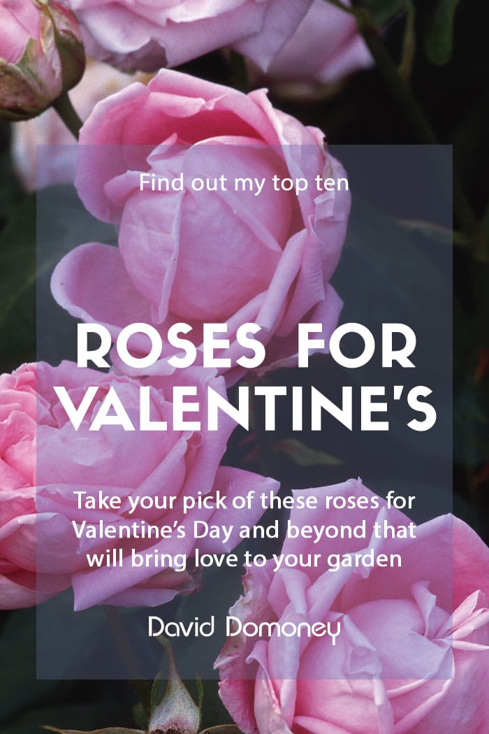 Top 10 roses for Valentine’s Day (and beyond)