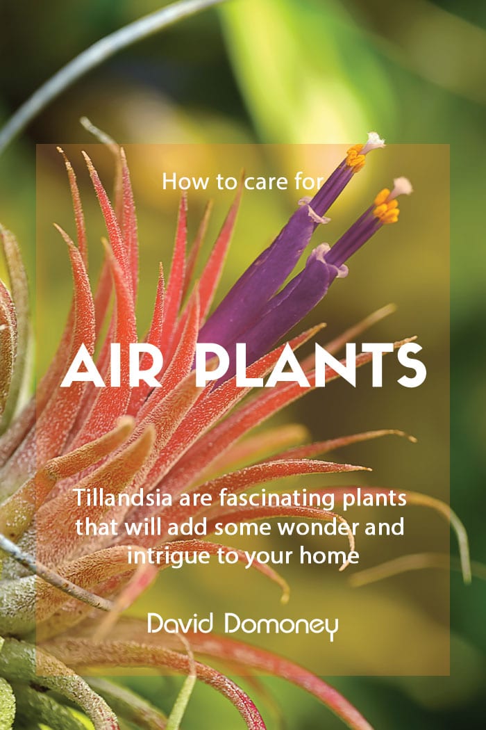 How to grow air plants or tillandsia houseplants