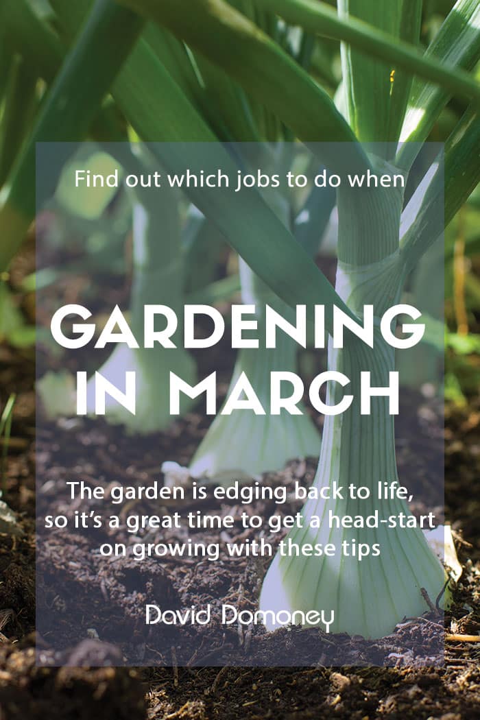 Gardening projects for March to welcome spring