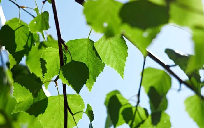 Quiz: Can you recognise the leaves of common trees?