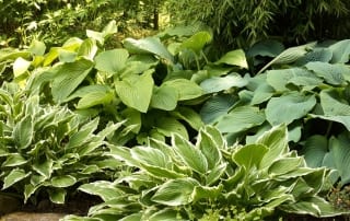 hosta-shade-garden