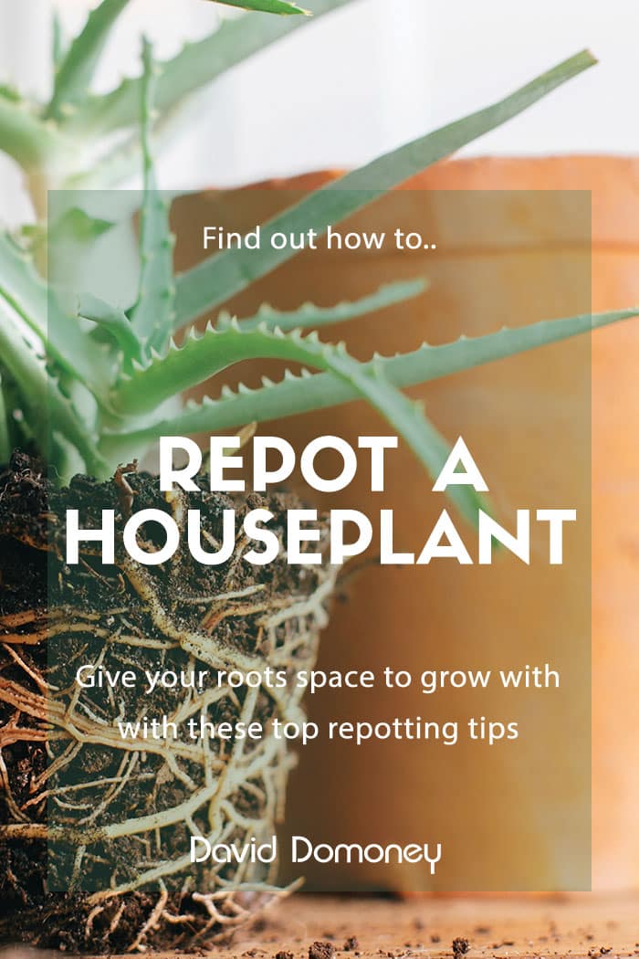 Quick gardening guide: How to repot a houseplant