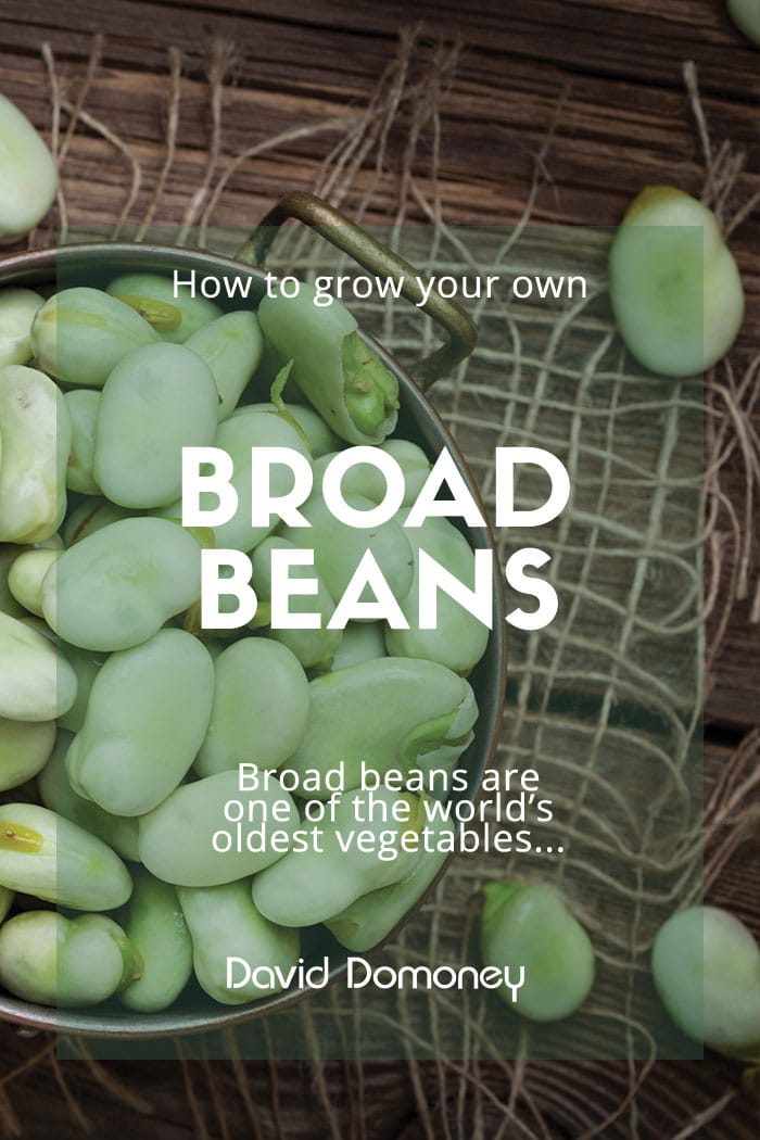 Broad Beans feature image