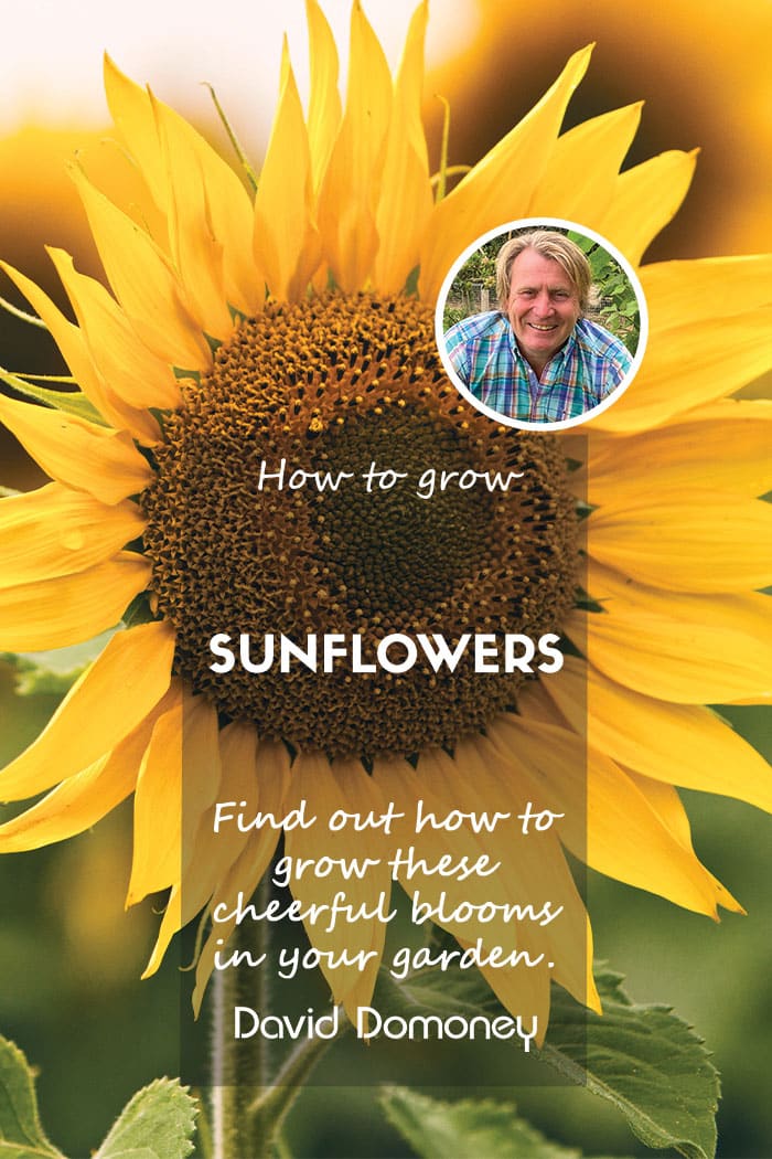 How to grow sunflower