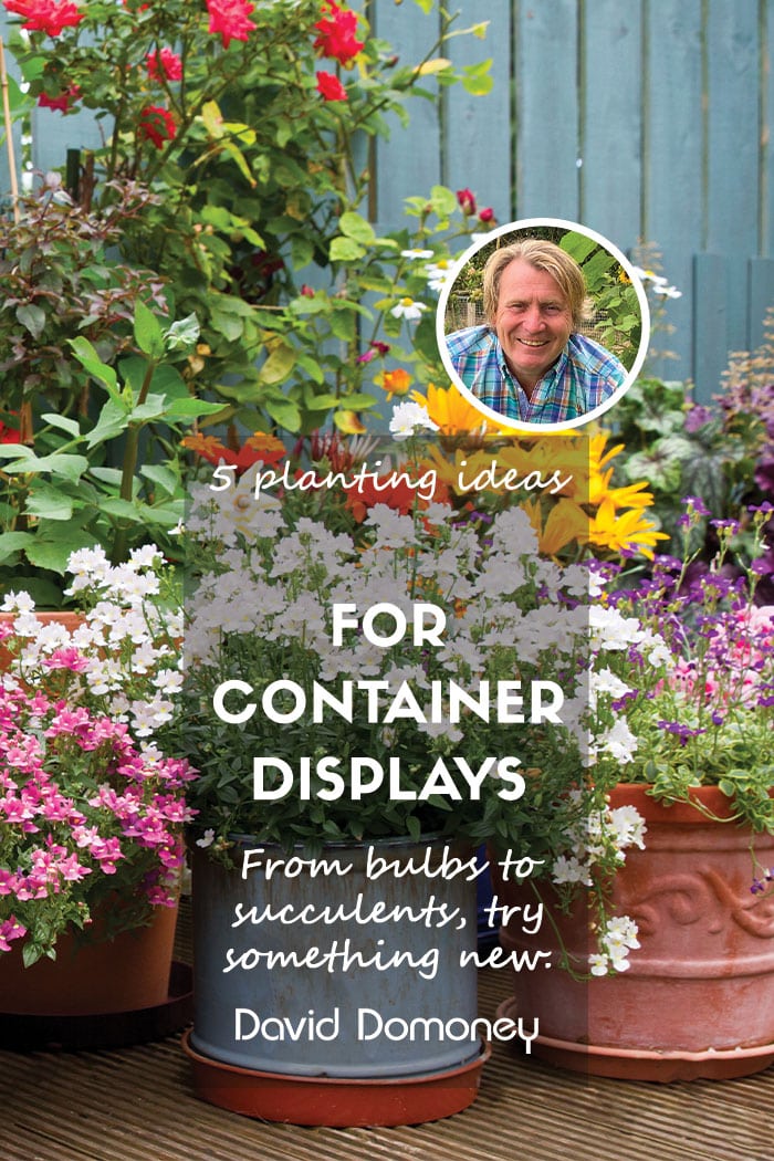 5 clever planting ideas for striking container garden displays