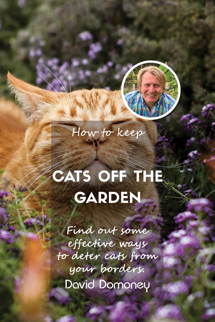 What’s the best way to keep cats off garden borders?