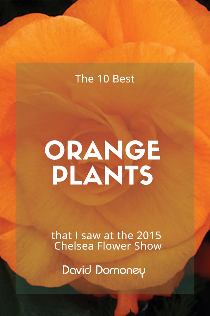 The 10 best orange plants at the Chelsea Flower Show