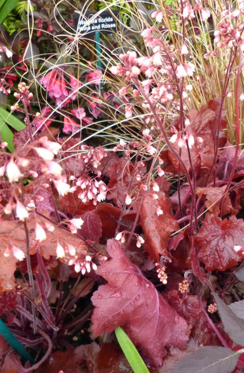 heuchera-fire-chief