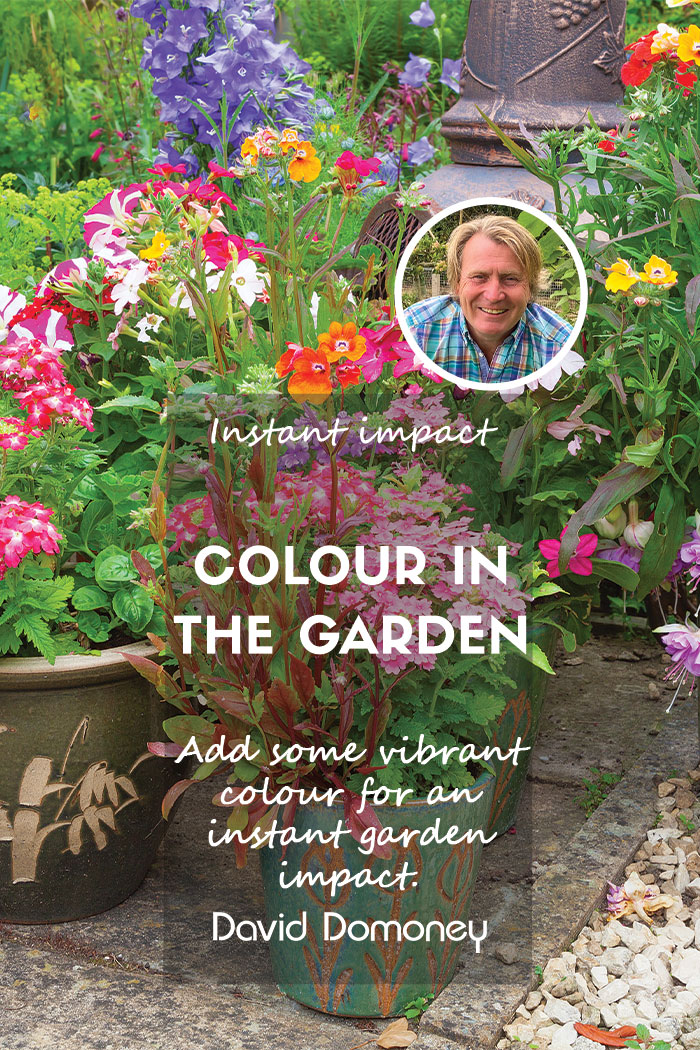 Instant Impact: How to create instant flower colour and impact in the garden