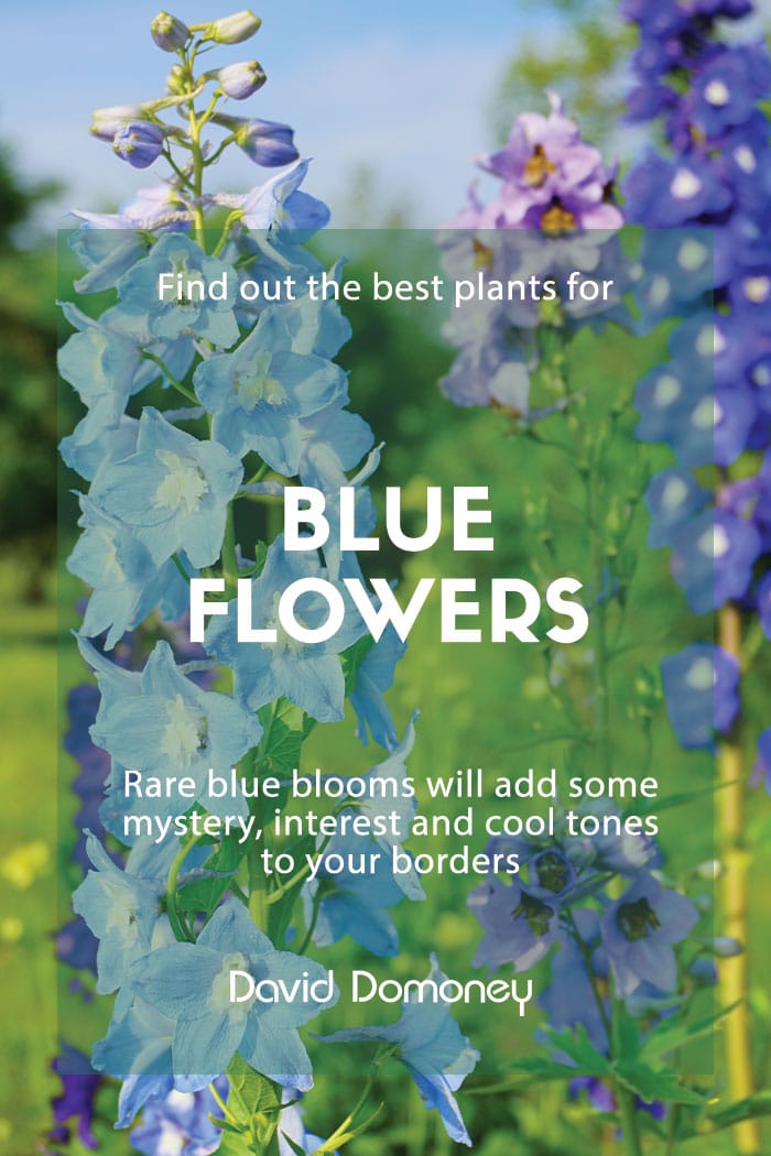 blue flowers