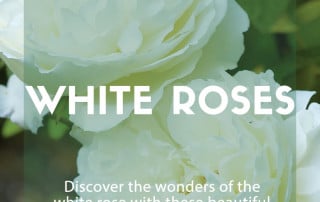 White roses