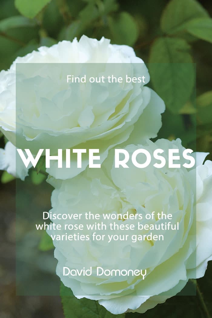 The 14 best pure and beautiful white rose varieties