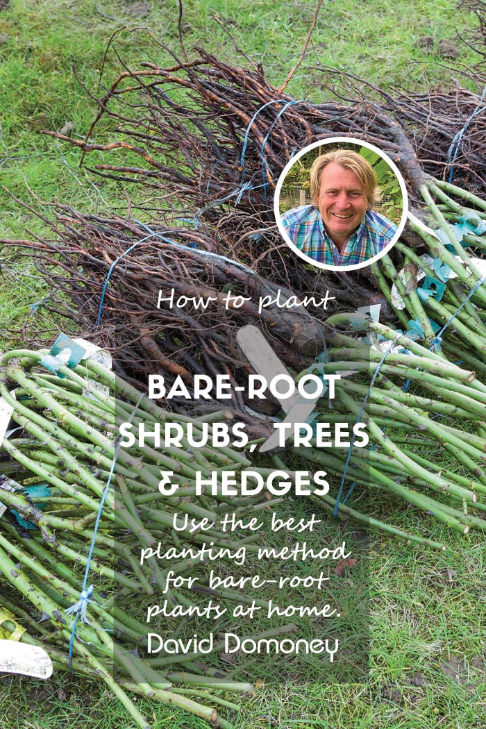 How to plant shrubs, trees and hedges with bare-root stock