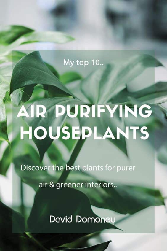 Purer air and greener interiors: Why you need houseplants