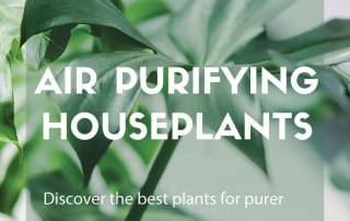 air purifying houseplants