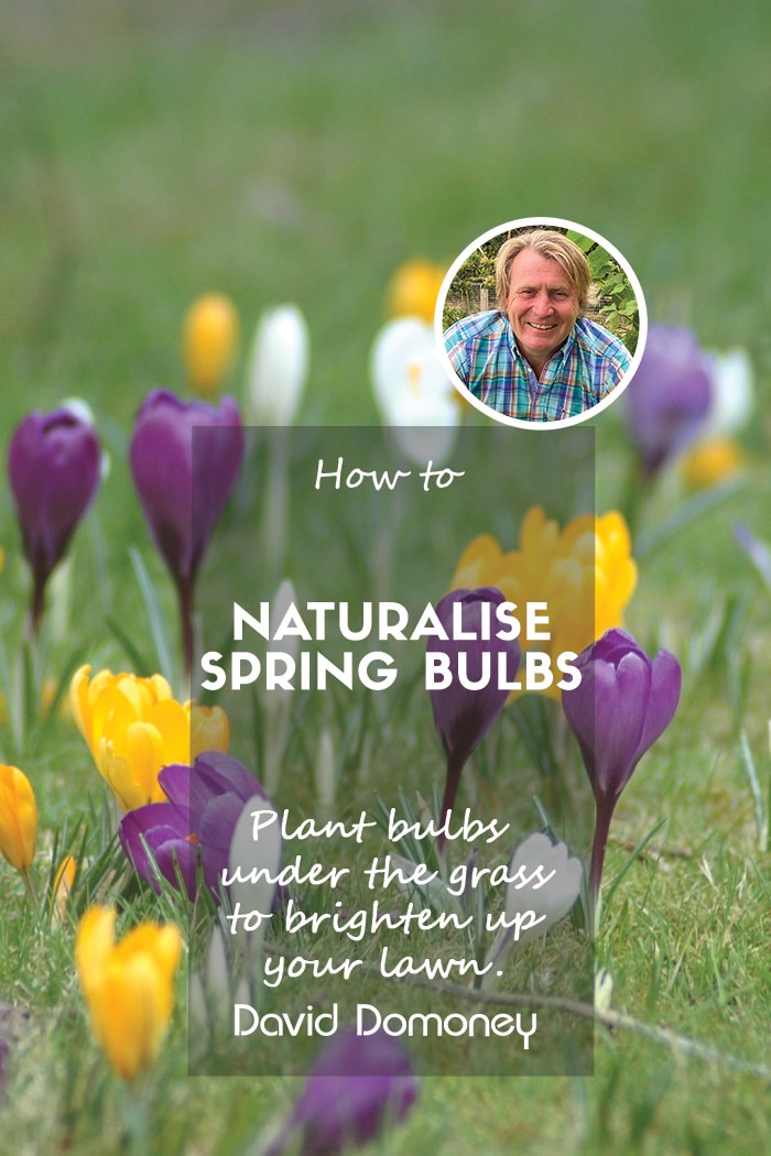 How to naturalise spring bulbs under the garden lawn