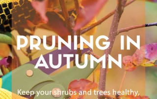 autumn pruning