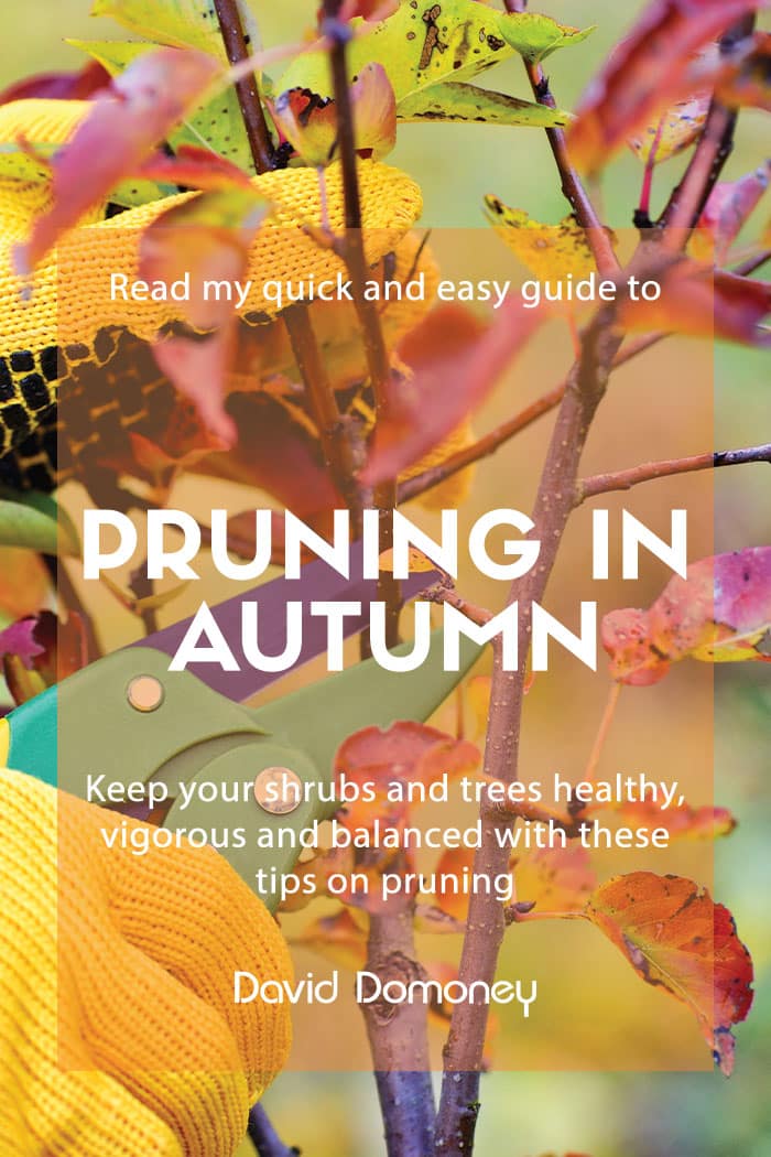 A quick guide to pruning trees and shrubs in autumn