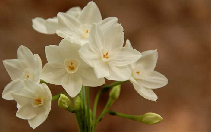 narcissus-paperwhite-bulbs-for-forcing-indoors-christmas