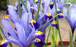 miniature-iris-reticulata