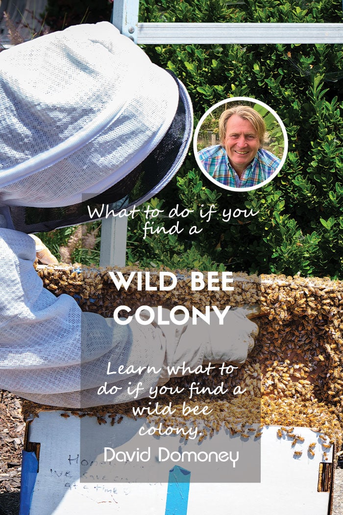 Rescuing the bees: What to do if you find a wild bee colony