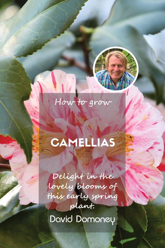 How to grow camellias: February Plant of the Moment