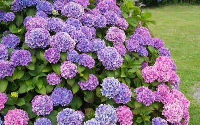 Hydrangea