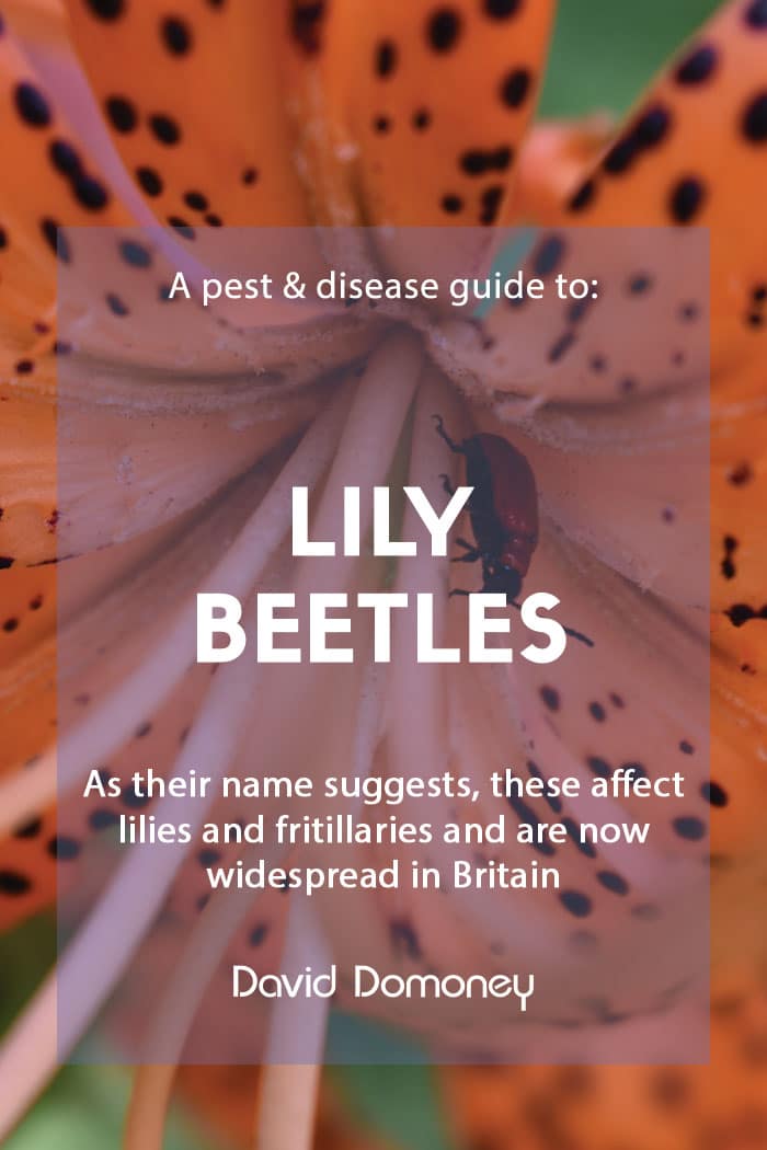 The Red Scourge: Lily beetles