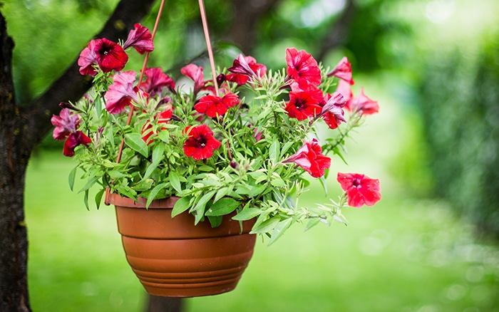 Soild hanging basket