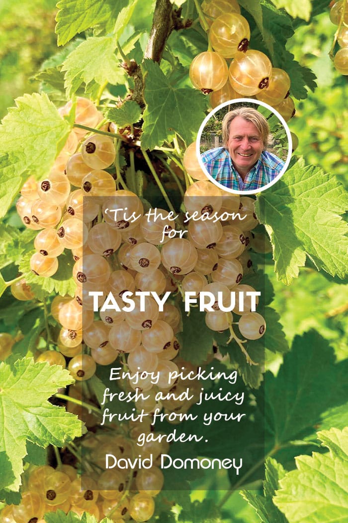 Fresh Fruit: Tis’ The Season To Be Tasty