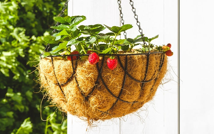 Wire Frame Basket with Strawberries