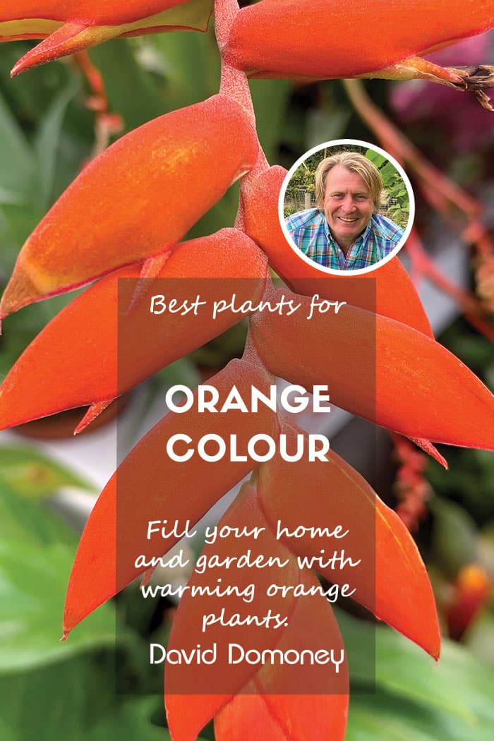 What are the best orange plants to grow?