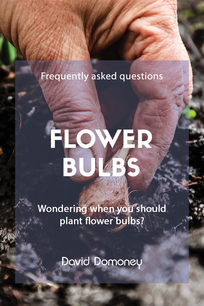 Flowering bulbs FAQs