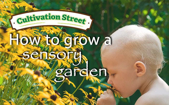 Grow your own sensory garden