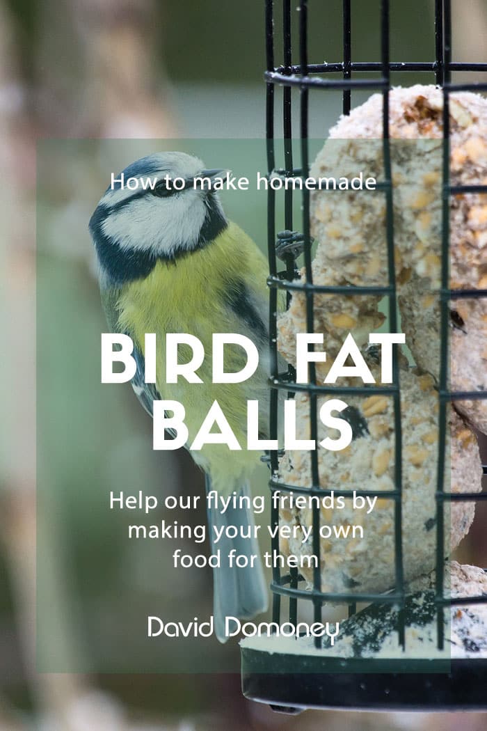 How to Make Homemade Bird Fat Balls