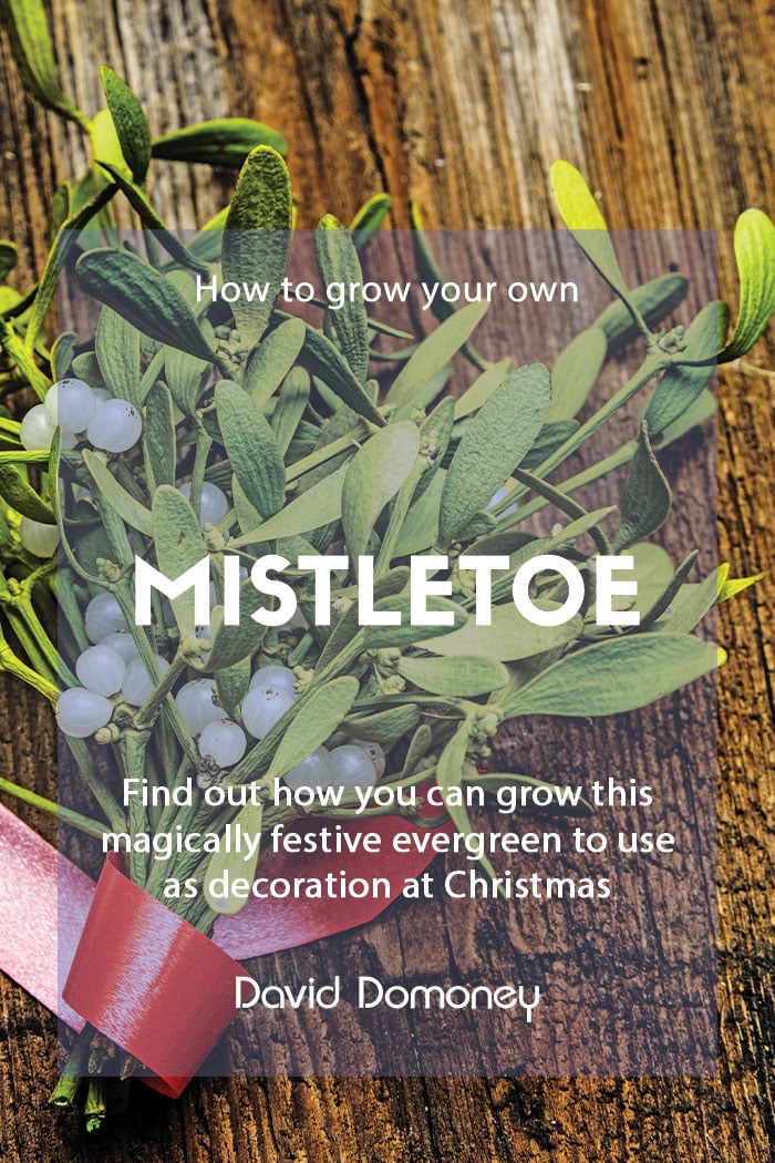 Mistletoe: How to Grow Your Own