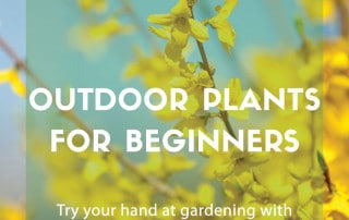 outdoor plants beginners