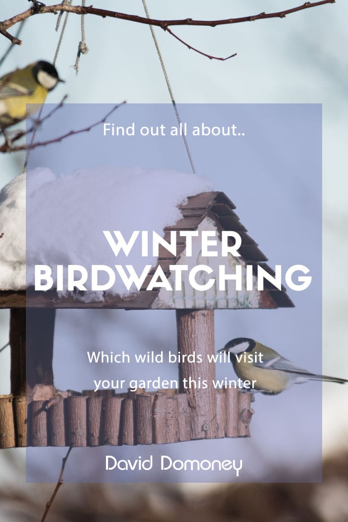 winter birdwatching