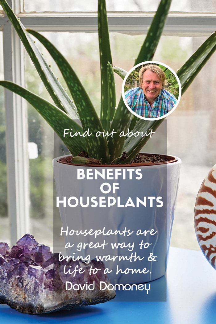 Indoor Gardening: The benefits of houseplants