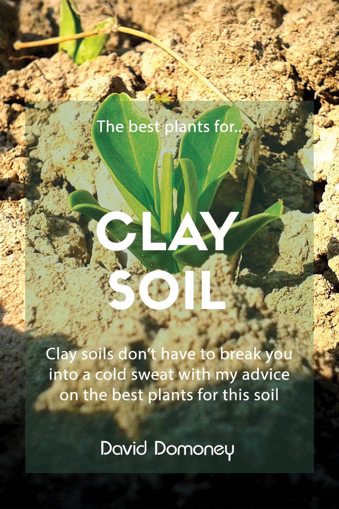 Gardening: The best plants for clay soil – Grow in full sun and partial shade