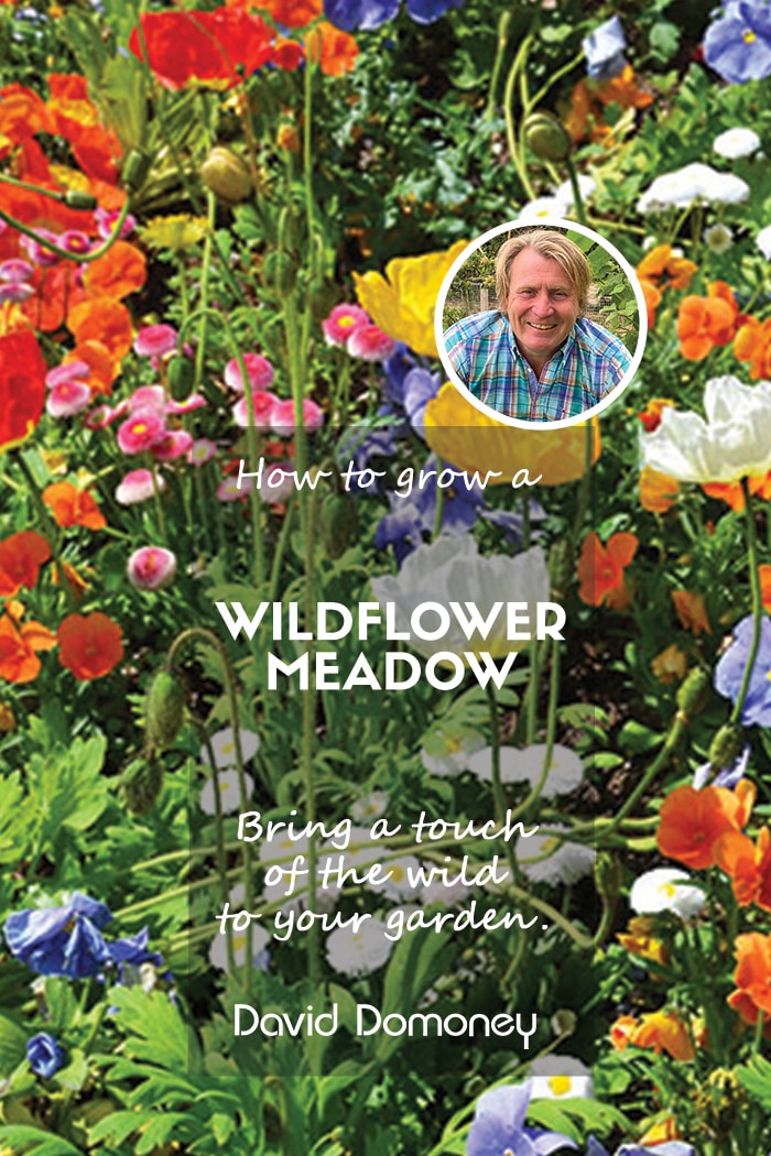 Gardening: How to create a wildflower meadow in the garden