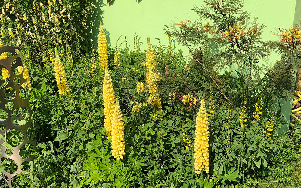 Chelsea Flower Show 2018 Plants