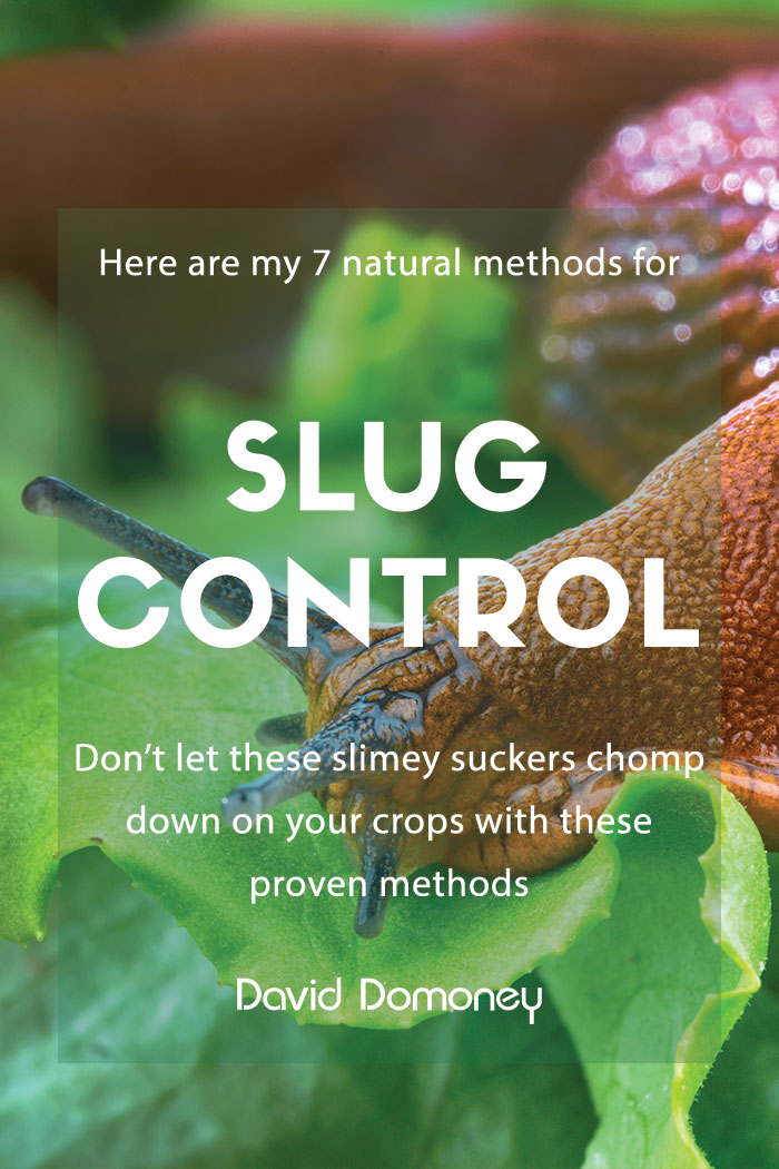 Slugs: 7 Natural control methods