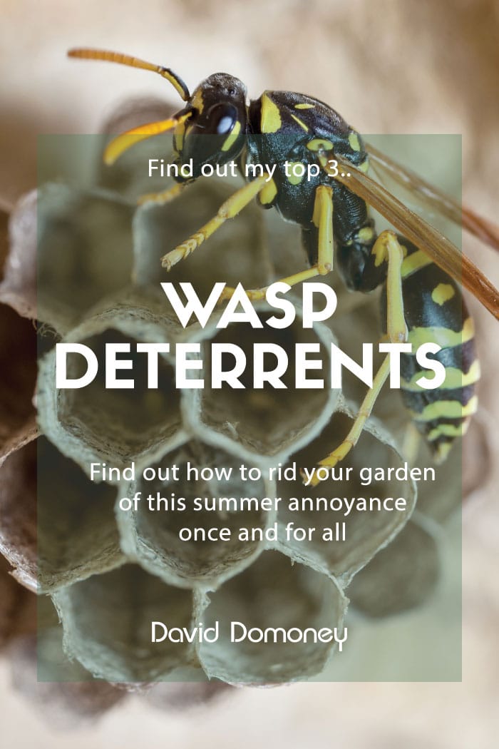 wasp deterrents