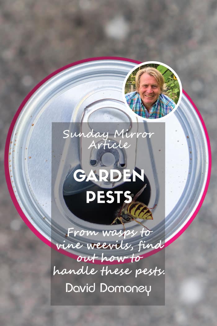 Sunday Mirror article: garden pests